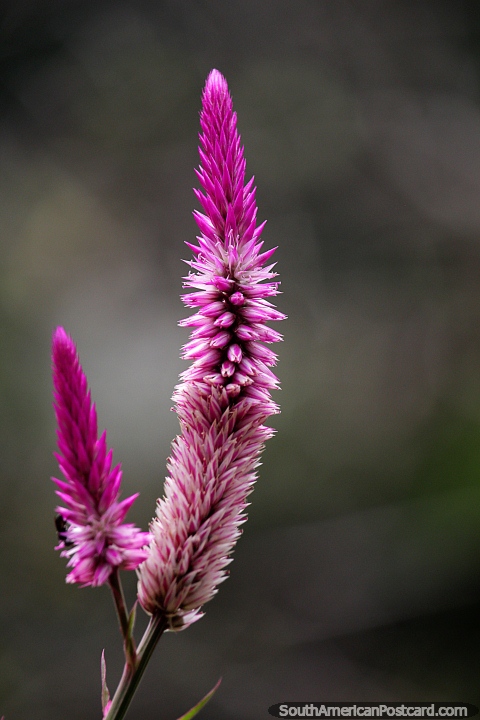 Uma exótica flor roxa se destaca no entorno de um campo em Florencia. (480x720px). Colômbia, América do Sul.