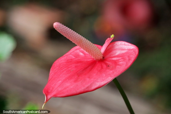 Flor rosa con hoja en forma de corazón, la punta tiene textura rugosa, Florencia. (720x480px). Colombia, Sudamerica.