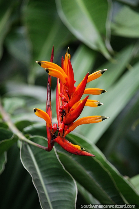 Rojo, naranja, amarillo, una flor extica en Florencia con vainas y puntas. (480x720px). Colombia, Sudamerica.