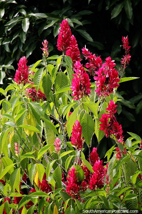rbol que crece con flores rojas, bastante grandes, que se ven en los bosques alrededor de Florencia. (480x720px). Colombia, Sudamerica.