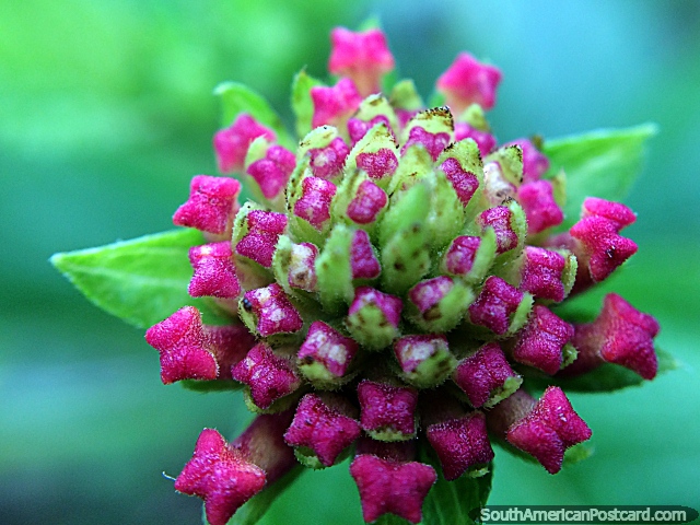 Tiny pink butterfly shaped flower buds in Florencia, macro photo. (640x480px). Colombia, South America.