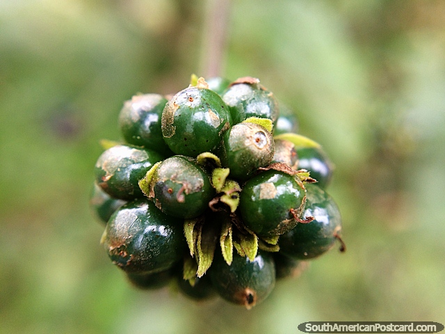 Detalhes na natureza, pequenos frutos unidos na floresta em Florencia, foto macro. (640x480px). Colômbia, América do Sul.