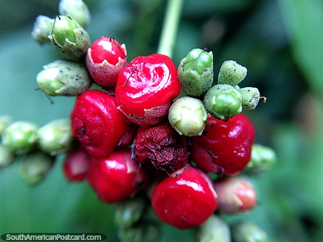 Red and green berries or flower buds, very small, macro photo in Florencia. (640x480px). Colombia, South America.