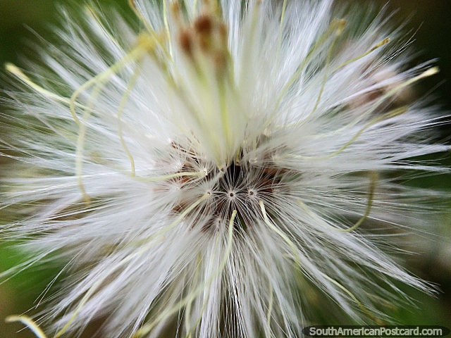 Fine details inside a fluff-ball seen in fields in nature around Florencia. (640x480px). Colombia, South America.