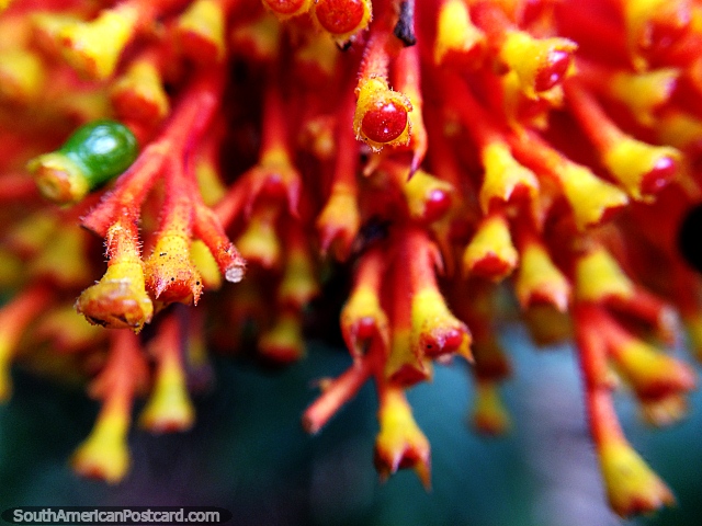 Red and yellow stems and flower pods in small detail, macro photo of nature in Florencia. (640x480px). Colombia, South America.