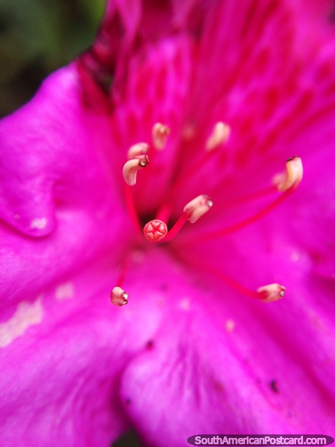 Macro photo where just one small thing is in focus, center of a flower in Florencia. (480x640px). Colombia, South America.