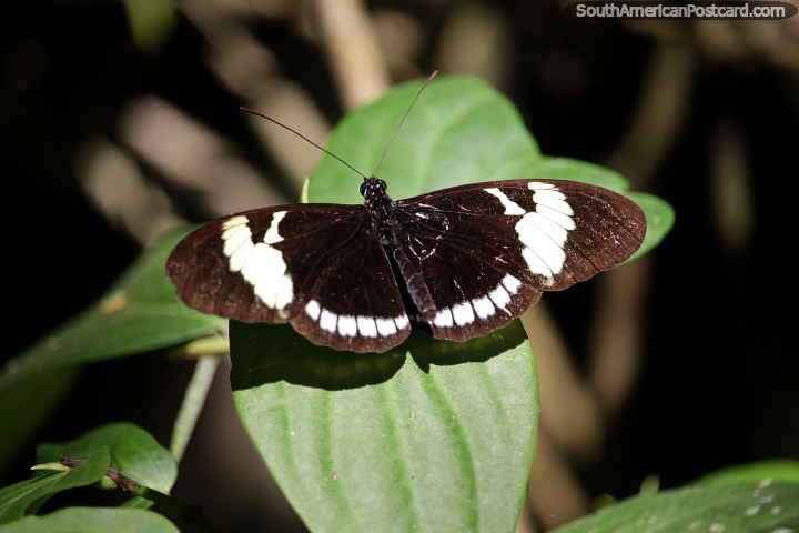 Black butterfly with white markings on the wings, seen at San Agustin Archaeological Park. (720x480px). Colombia, South America.