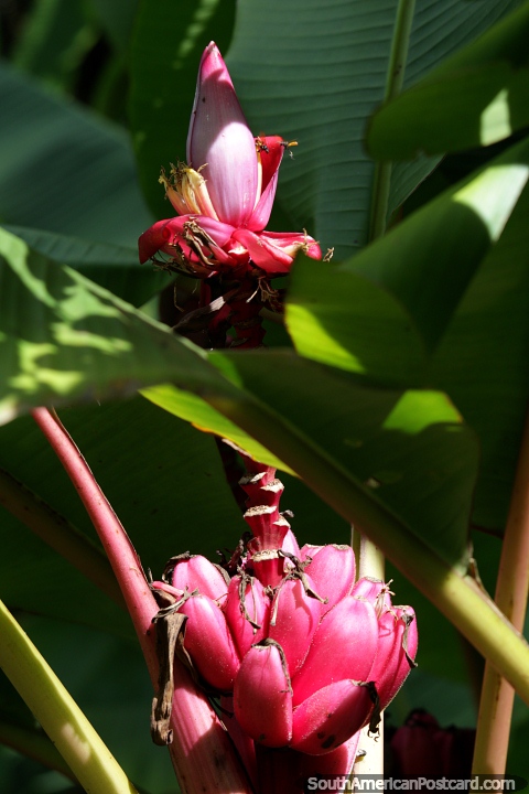 Pink bananas with a pink flower at the top, beautiful nature in the sunlight at San Agustin Archaeological Park. (480x720px). Colombia, South America.
