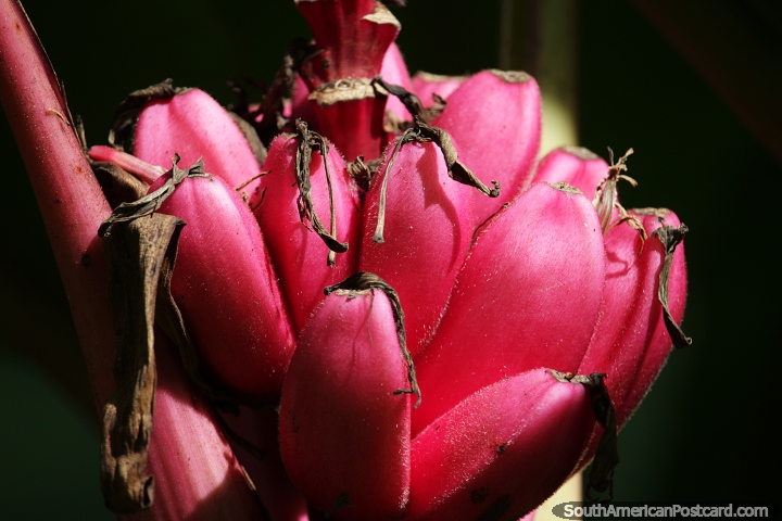 Delicious pink bananas, grow in abundance throughout Colombia, San Agustin. (720x480px). Colombia, South America.