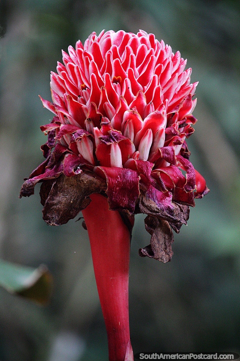 Ptalas vermelhas desta flor extica em Isnos, perto de San Agustin. (480x720px). Colmbia, Amrica do Sul.