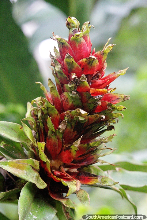 Flor vermelha e verde da selva, natureza vista na caminhada até a cachoeira em Mocoa. (480x720px). Colômbia, América do Sul.