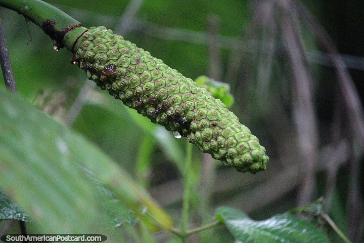 Planta verde con forma de mazorca de maíz, explorar Mocoa en busca de naturaleza interesante en el sur. (720x480px). Colombia, Sudamerica.