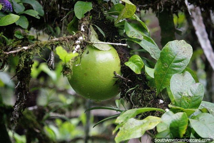 El melón verde grande crece en la jungla de Mocoa. (720x480px). Colombia, Sudamerica.