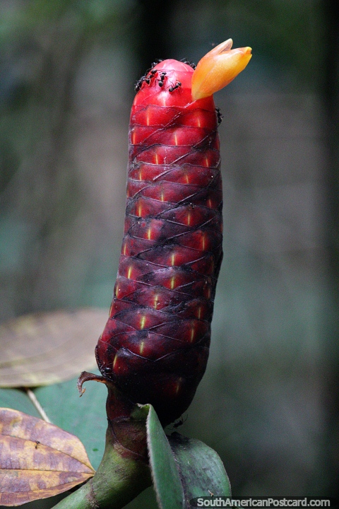 Planta exótica parecida a un cactus rojo con una flor amarilla y hormigas en la cima en la selva de Mocoa. (480x720px). Colombia, Sudamerica.