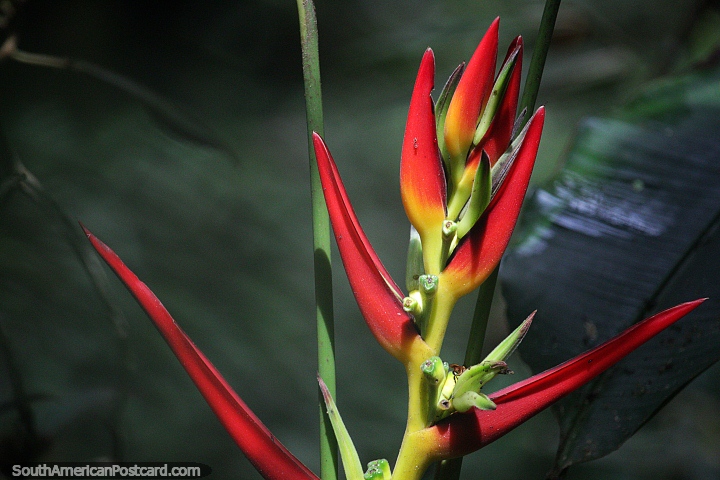 Flores e plantas interessantes e exóticas na selva ao redor de Mocoa, vermelhas, verdes e amarelas, com pontas. (720x480px). Colômbia, América do Sul.