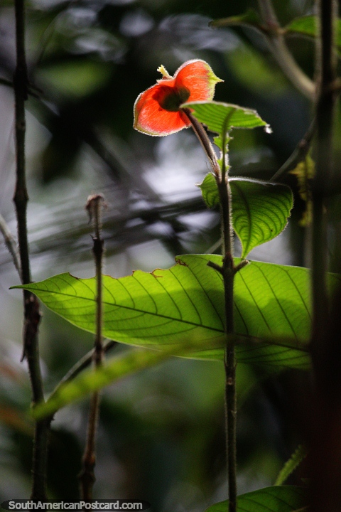 Bela flor vermelha com interior amarelo se aquece à luz do sol na selva em Mocoa. (480x720px). Colômbia, América do Sul.