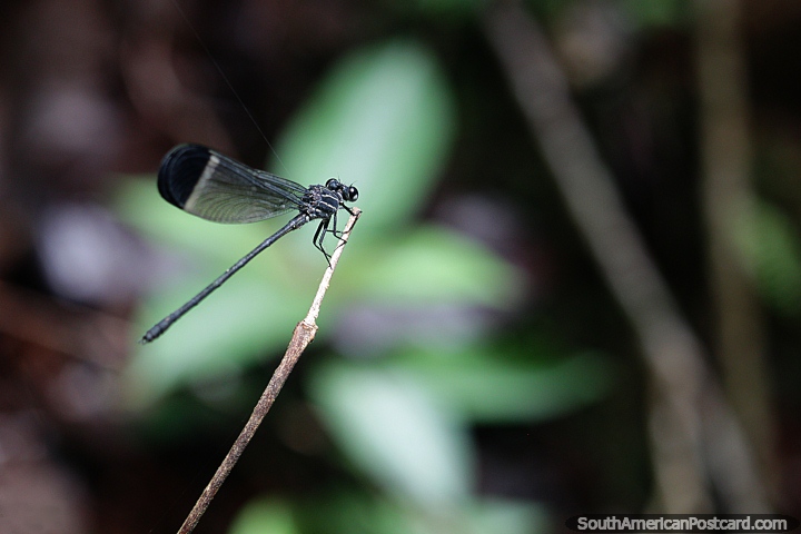 A libélula preta e branca fica em um galho na selva de Mocoa. (720x480px). Colômbia, América do Sul.