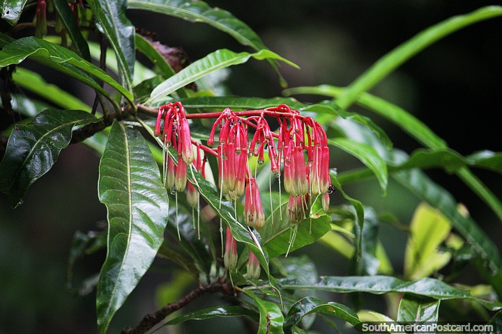 Nature is all around you to enjoy in Mocoa with many jungle walks and paths. (720x480px). Colombia, South America.