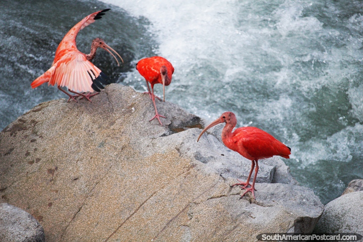 Wild orange birds beside the gushing river in the city in Mocoa. (720x480px). Colombia, South America.