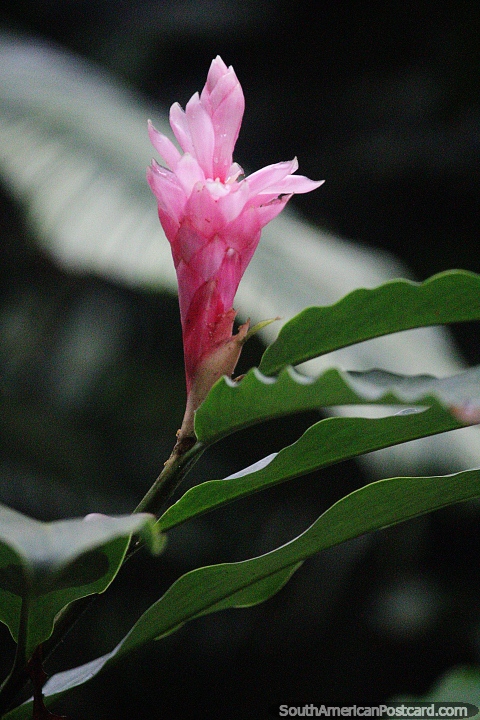 Flor rosa na selva no CEA (Centro Experimental Amazonico) em Mocoa. (480x720px). Colômbia, América do Sul.
