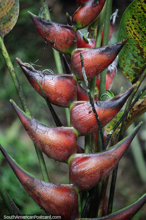 Exotic nature, plants and flowers with interesting shapes and colors in Mocoa. (480x720px). Colombia, South America.
