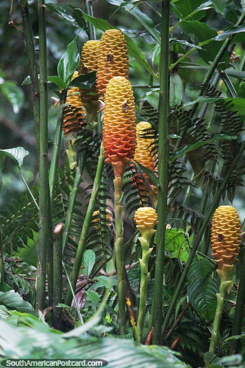 Plantas en la selva con muchas capas que crecen unas sobre otras, amarillas y naranjas, Mocoa. (480x720px). Colombia, Sudamerica.