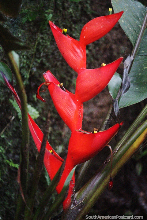 Jagged-shaped exotic red plant grows in the jungle forest around Mocoa. (480x720px). Colombia, South America.