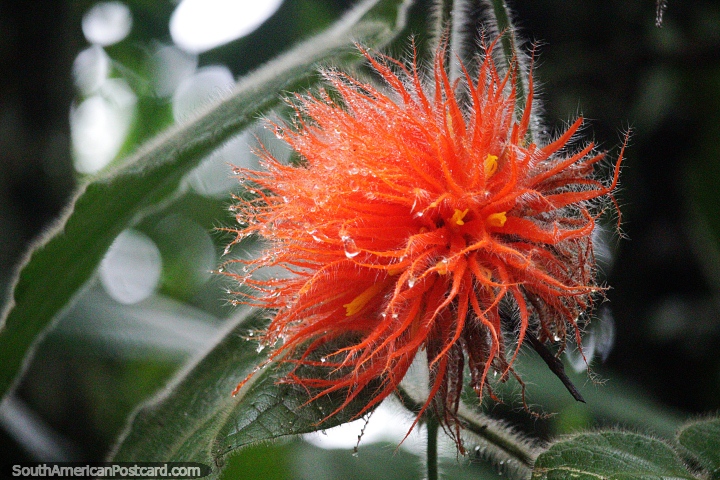 Bola fofa laranja com cabelos brancos finos cresce em uma árvore na selva em Mocoa, natureza exótica. (720x480px). Colômbia, América do Sul.