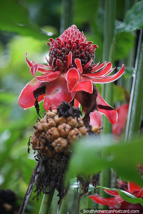 Uma planta vermelha incrível com flores com muitas pétalas cresce na selva em Mocoa. (480x720px). Colômbia, América do Sul.