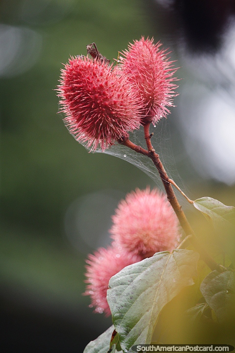 En los árboles de la selva de Mocoa crecen frutos rojos con pelos puntiagudos. (480x720px). Colombia, Sudamerica.