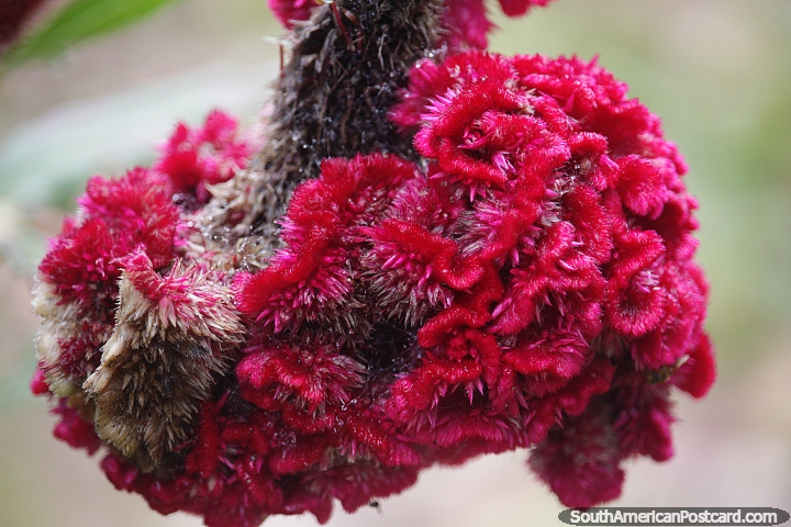 Textura e formato incríveis desta flor cor de vinho em Mocoa. (720x480px). Colômbia, América do Sul.