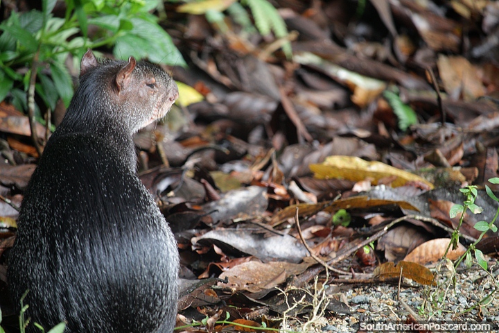 Wild rodent, creature in the forest at CEA (Centro Experimental Amazonico) in Mocoa. (720x480px). Colombia, South America.