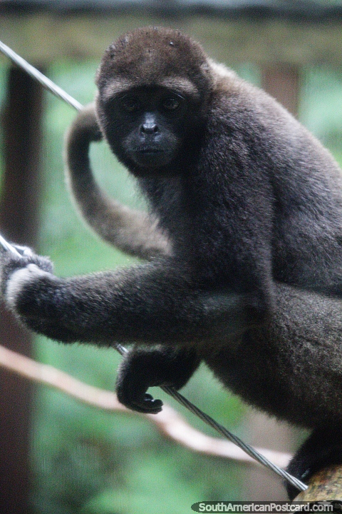 Macaco-aranha marrom grande visto no CEA (Centro Experimental Amazonico), centro de resgate em Mocoa. (480x720px). Colômbia, América do Sul.