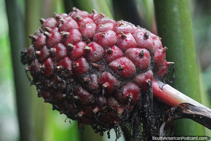 Planta exótica em forma semelhante a um abacaxi nas selvas de Mocoa. (720x480px). Colômbia, América do Sul.