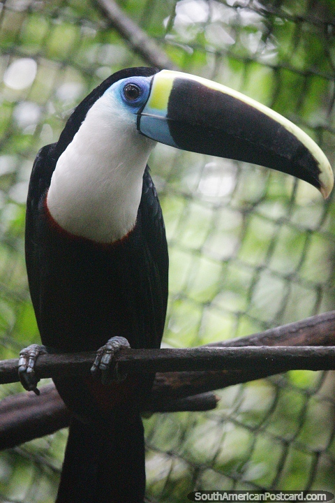 If any bird can, a toucan can, seen at CEA (Centro Experimental Amazonico) in Mocoa. (480x720px). Colombia, South America.
