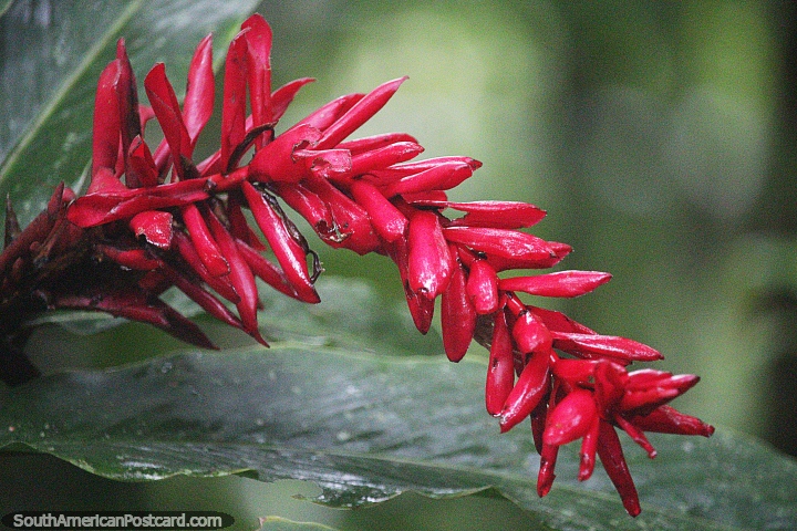 Mocoa oferece passeios pela natureza exuberante para apreciar a flora e a fauna do sul. (720x480px). Colômbia, América do Sul.
