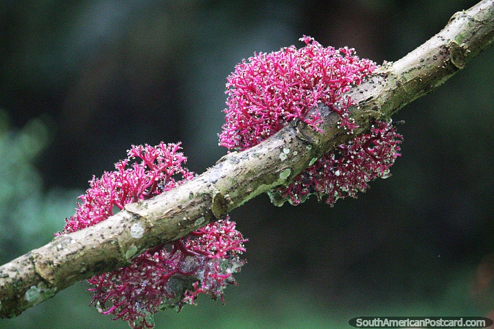 Bola de flor redonda rosa com cabelos brancos cresce em uma árvore em Mocoa. (720x480px). Colômbia, América do Sul.