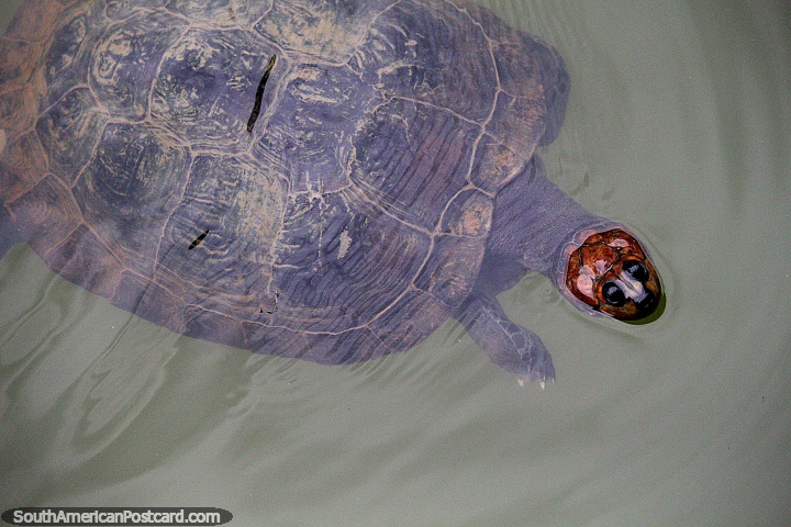 A tartaruga desfruta das guas frias do grande lago do CEA (Centro Experimental Amazonico) em Mocoa. (720x480px). Colmbia, Amrica do Sul.