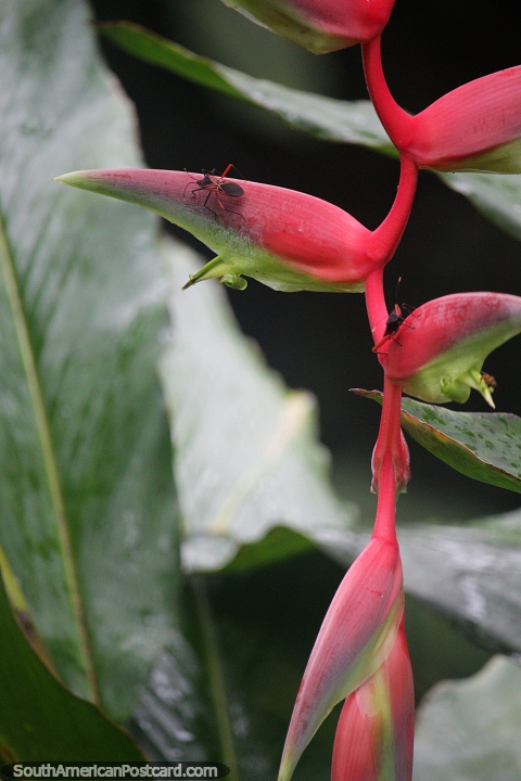 Um pequeno inseto senta-se nesta planta extica na selva em Mocoa. (480x720px). Colmbia, Amrica do Sul.