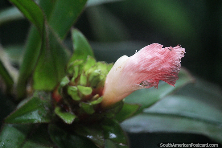 Pequeno inseto em uma pequena flor rosa na selva Mocoa. (720x480px). Colômbia, América do Sul.