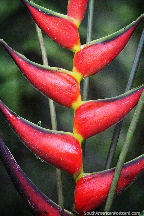 Outra variedade incrível desta planta irregular vista na selva em Mocoa. (480x720px). Colômbia, América do Sul.