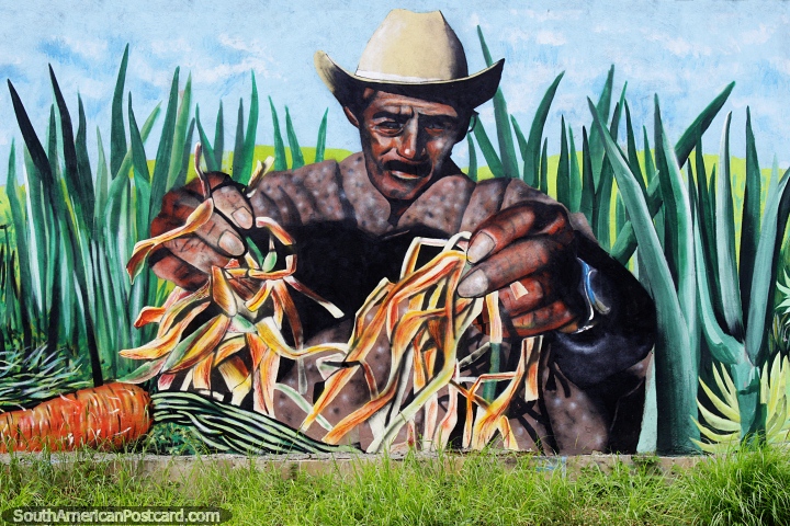 Man with a hat picks the produce from the harvest, mural in Cucuta. (720x480px). Colombia, South America.