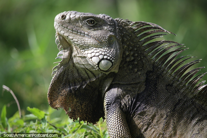 Las iguanas son un avistamiento común en lugares con clima tropical como Barrancabermeja. (720x480px). Colombia, Sudamerica.