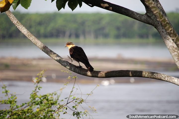 Grande pássaro senta-se em um galho de árvore com vista para o rio Magdalena em Barrancabermeja. (720x480px). Colômbia, América do Sul.