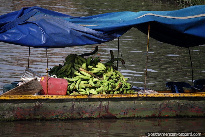 Bananas recém-colhidas e maduras são compradas e vendidas ao redor do rio em Barrancabermeja. (720x480px). Colômbia, América do Sul.