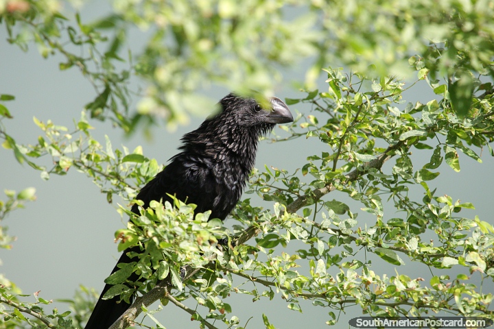 Black bird with a bristly feathered neck sits in a tree at the river in Barrancabermeja. (720x480px). Colombia, South America.