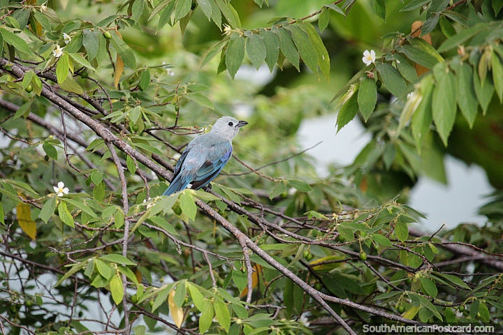 Pequeno pássaro azul com penas em muitos tons de azul no rio em Barrancabermeja. (720x480px). Colômbia, América do Sul.
