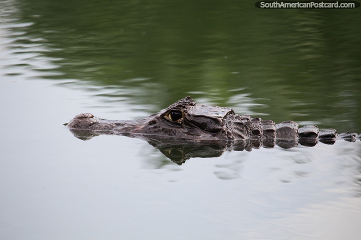 Cocodrilo o caimán en el río Magdalena en Barrancabermeja, ¡cuidado! (720x480px). Colombia, Sudamerica.