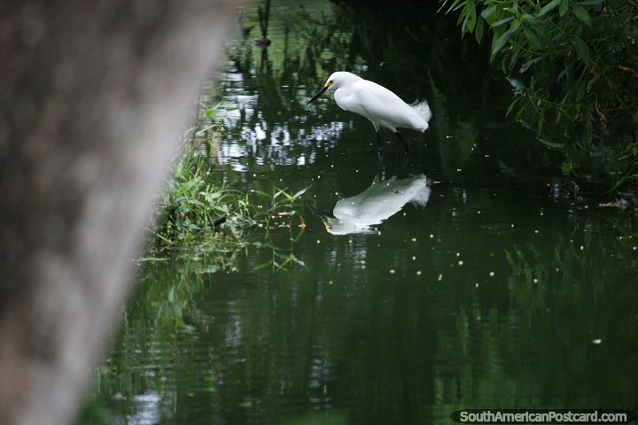 Cigüeña blanca de río encaramada para atrapar alimentos de las aguas del río en Barrancabermeja. (720x480px). Colombia, Sudamerica.