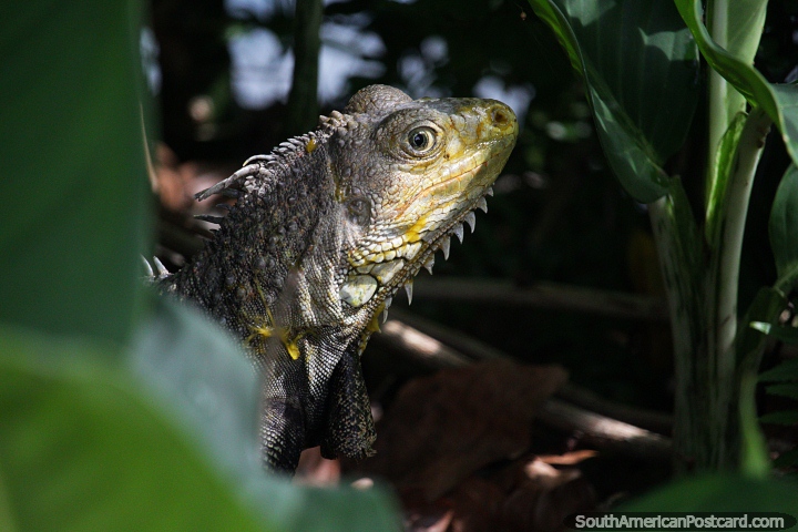 Las iguanas son criaturas interesantes, todas tienen rostros y personalidades diferentes, Barrancabermeja. (720x480px). Colombia, Sudamerica.